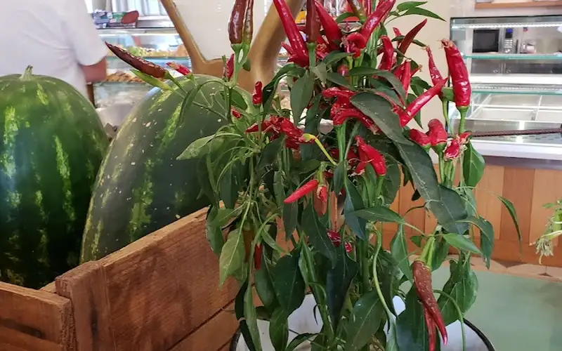 Foto di Tecnofer Agrigento